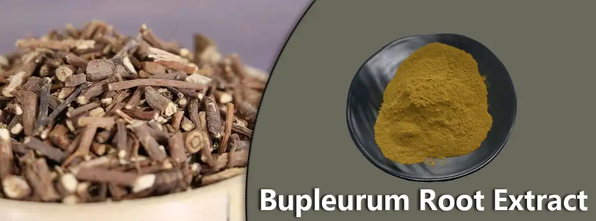 Bupleurum Root Extract Factory.jpg